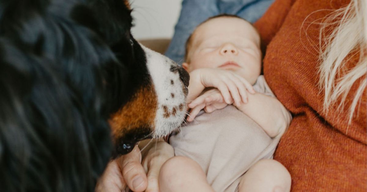 introduce dog to baby