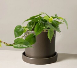 valentines gifts for mom